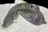 Bargain, Metacanthina Trilobite - Lghaft, Morocco #74150-3